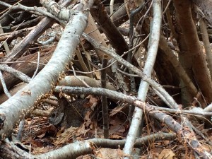 New England cottontail thicket1