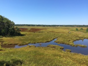 The view from the observation tower at Scarborough Marsh.