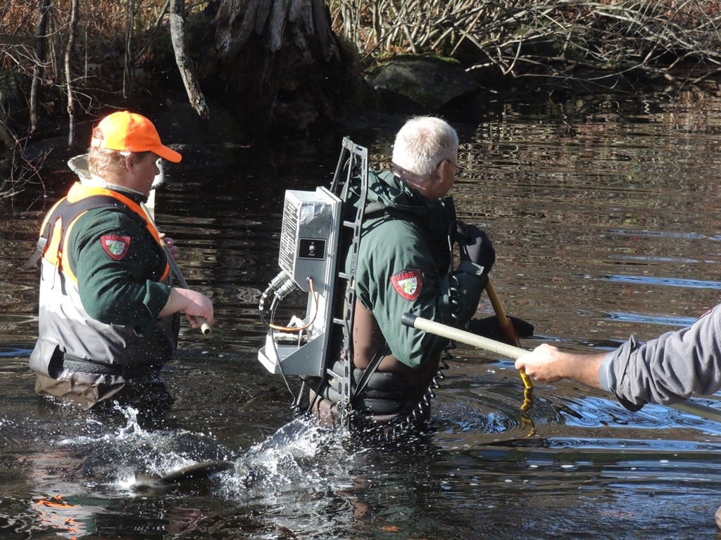 One that got away -- a landlocked salmon surfaces behind the biologists.