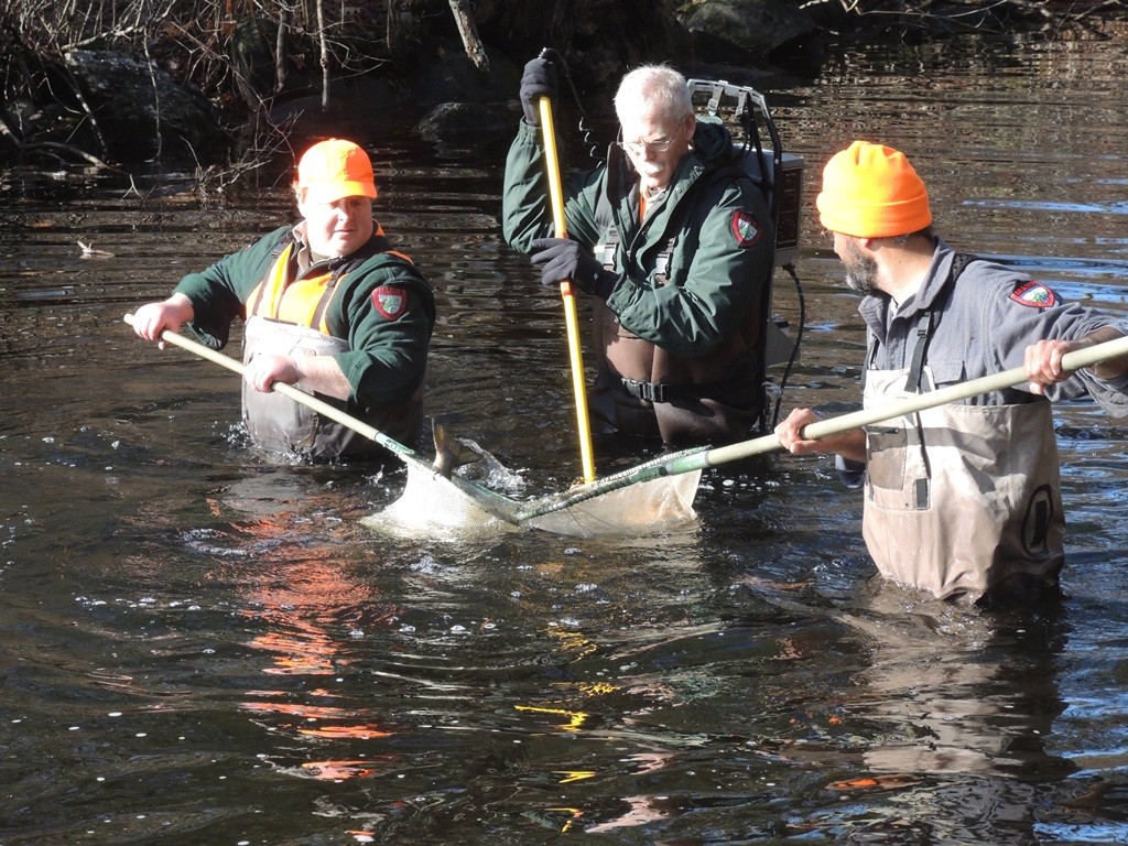 Fish are stunned momentarily by the electrical current and scooped up in nets. Note the size of the tail in the net. Each year there are multiple salmon in excess of four pounds and some larger than five pounds.