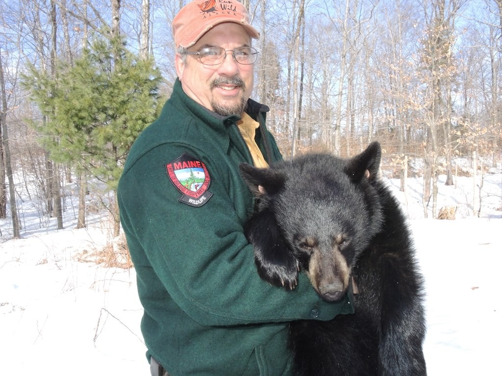 IFW Biologist Randy Cross holds a yearling bear that has been anesthetized in order to gather biological data.