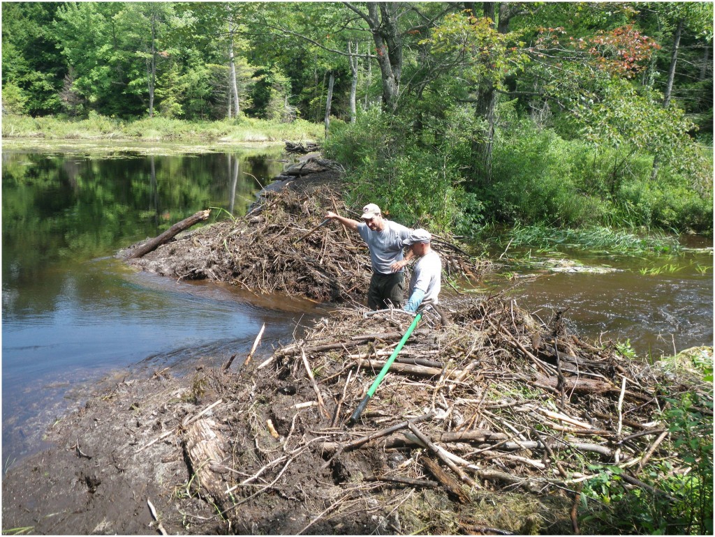 One of over 50 beaver dams temporarily breached at Round Pond.