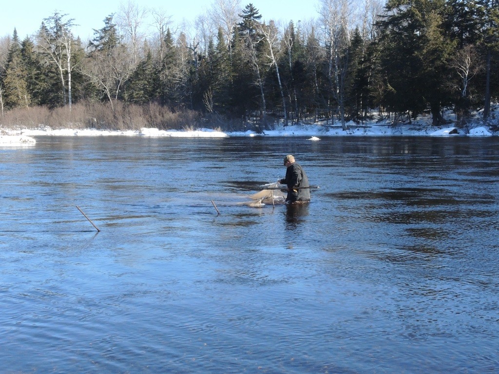 Waist deep in the Moose River, fisheries assitant Kody Favreau sets the nets to trap smelts. The nets are set for 24 hours once every week in order to monitor how many smelt are passing from Brassua Lake into Moosehead Lake.