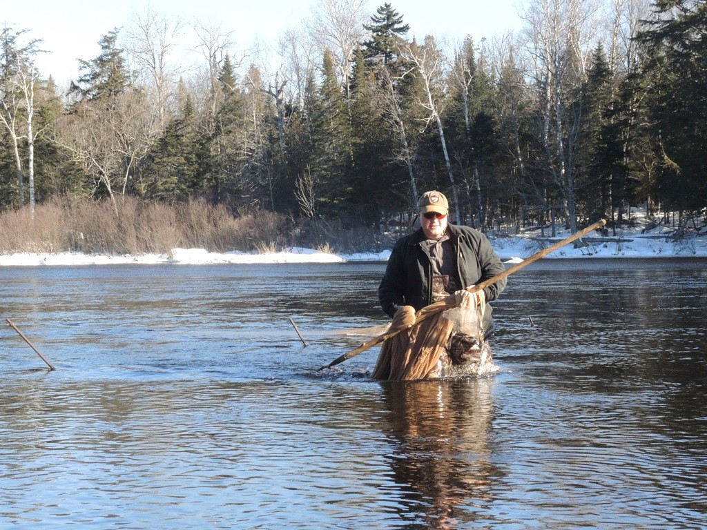 Fisheries assistant Kody Favreau retrieves one of the nets and wades to shore.