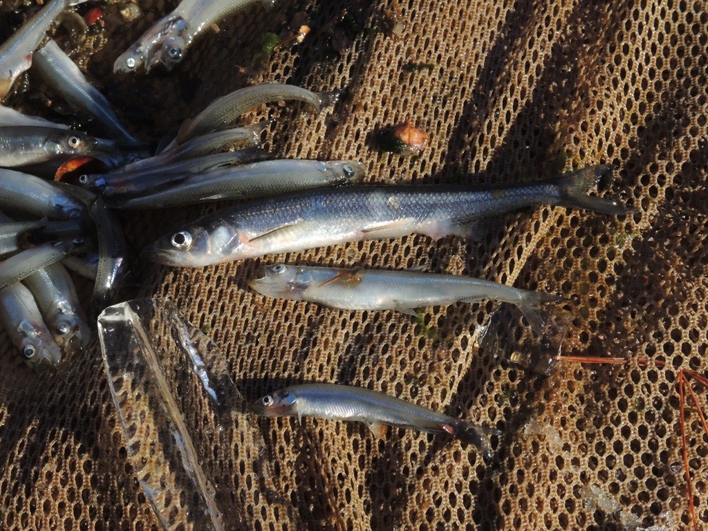 These three different sized smelt represent three different age classes. 