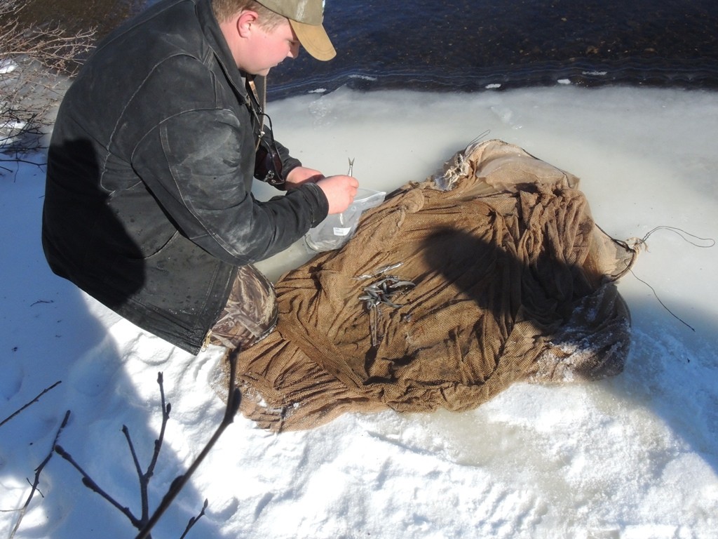 Fisheries assistant Kody Favreau bags the day's catch of smelts. These smelts are taken to the lab to be analyzed later.
