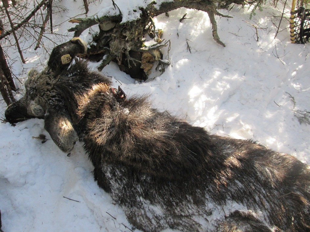 This radio-collared moose didn't survive the winter. A field necropsy of the moose provides clues as to why this moose didn't survive.