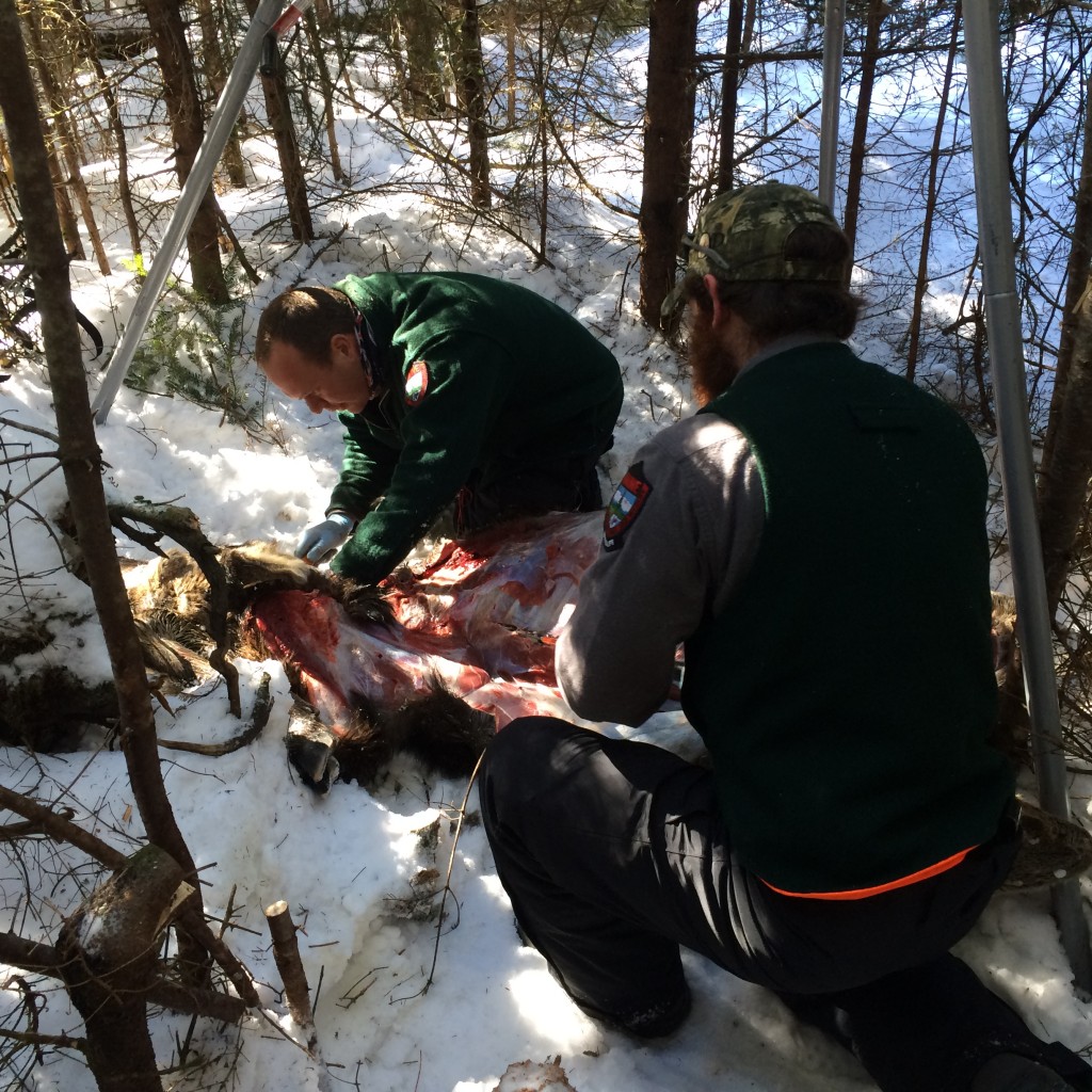 Biologists collect samples from different internal organs that are later examined at the UMaine Research Lab.