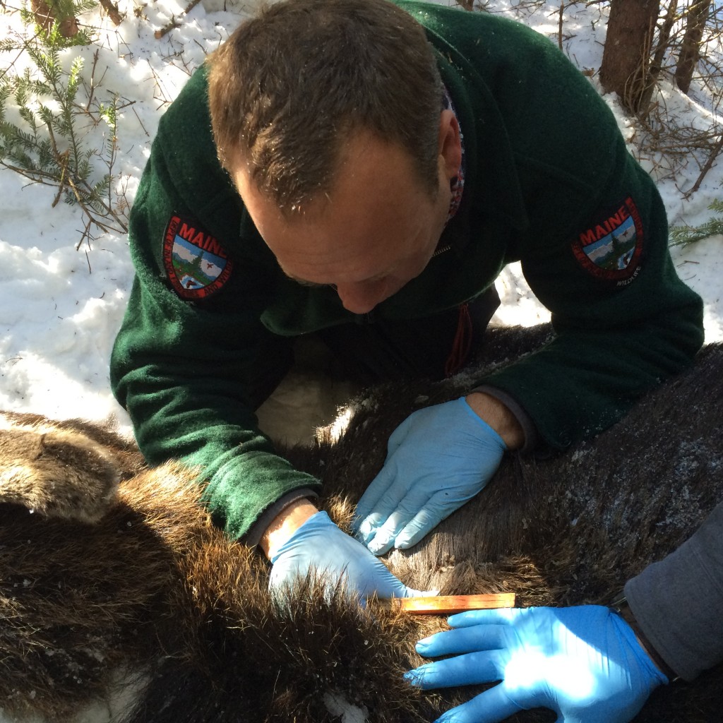 Biologist Scott McLellan counts ticks during a moose necropsy. The tick counts provide insight into factors that impact Maine's moose population.