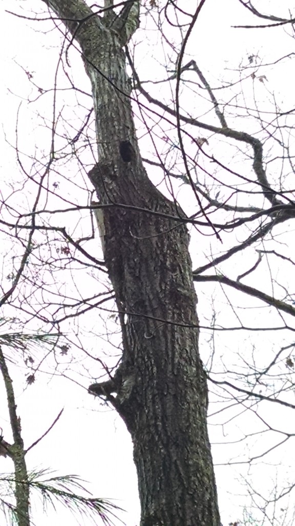 The cavity in this oak tree is useful to a number of species. When thinning stands of trees, biologists look for features such as cavities before cutting.