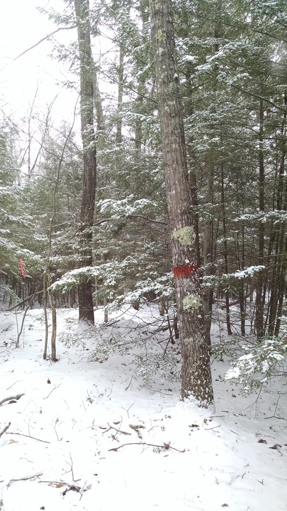 Mature oak trees can provide a bountiful crop of acorns. As this hemlock forest grows, the oak can be cut, and the shoots sprouting from the stump will provide winter browse for deer and moose.