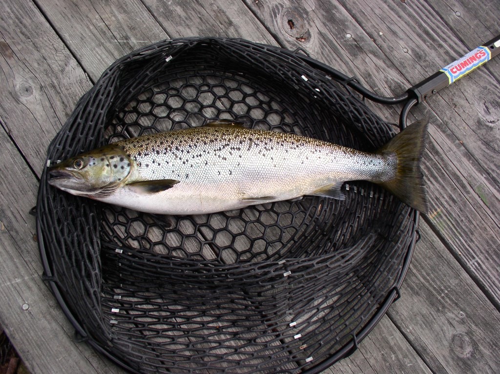 As ice out nears, anglers soon will get a chance at some healthy and husky landlocked salmon.