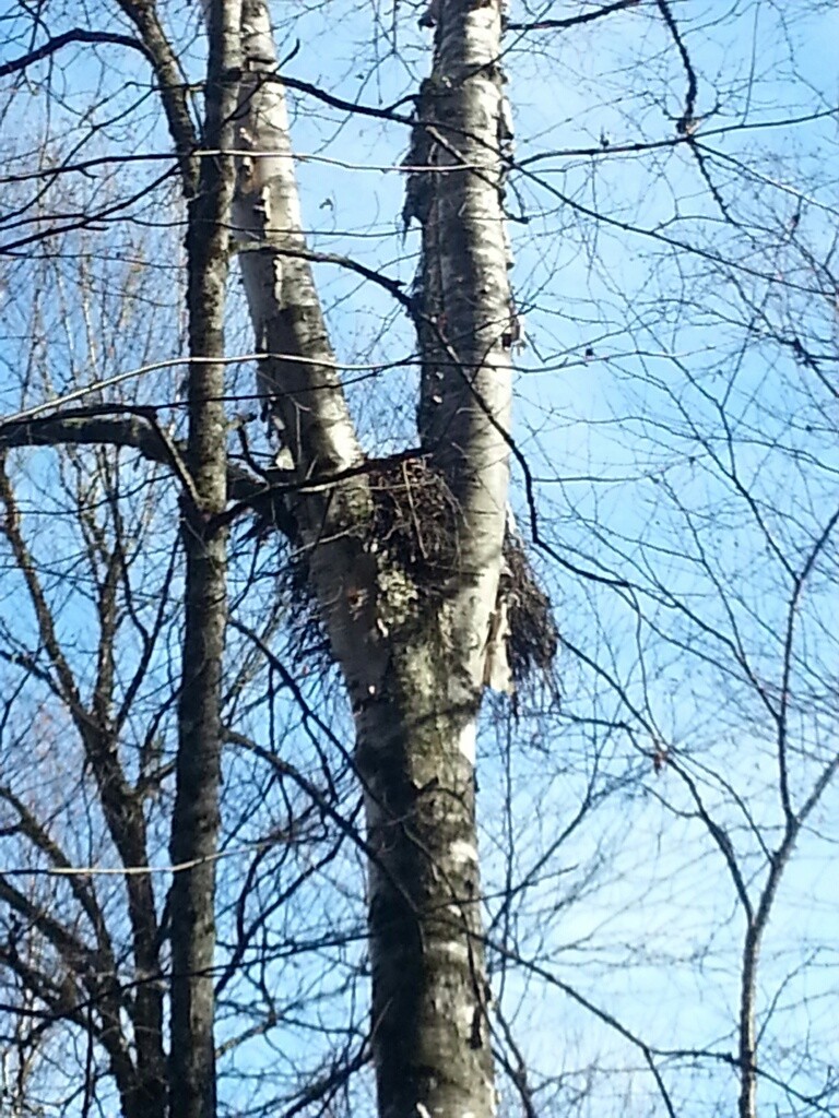 This stick nest is likely the home of a red-shouldered hawk.