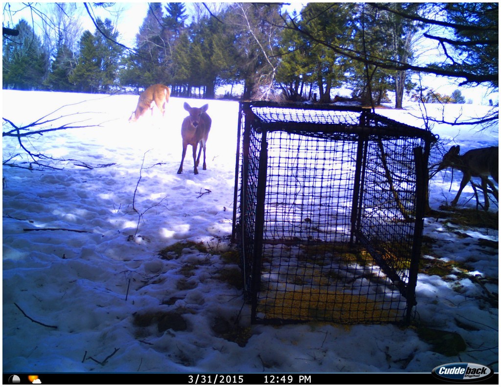 deer trap photoshop_WEB