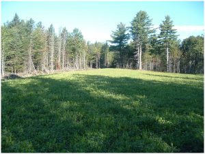 2-acre food plot_WEB