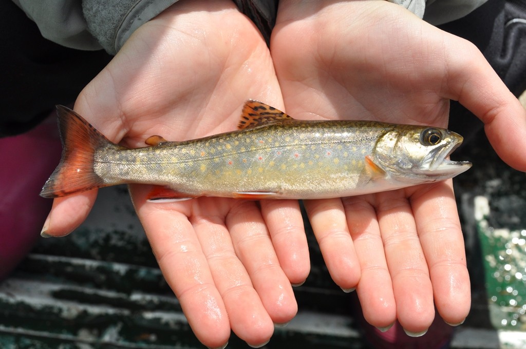 corrinne trout small3