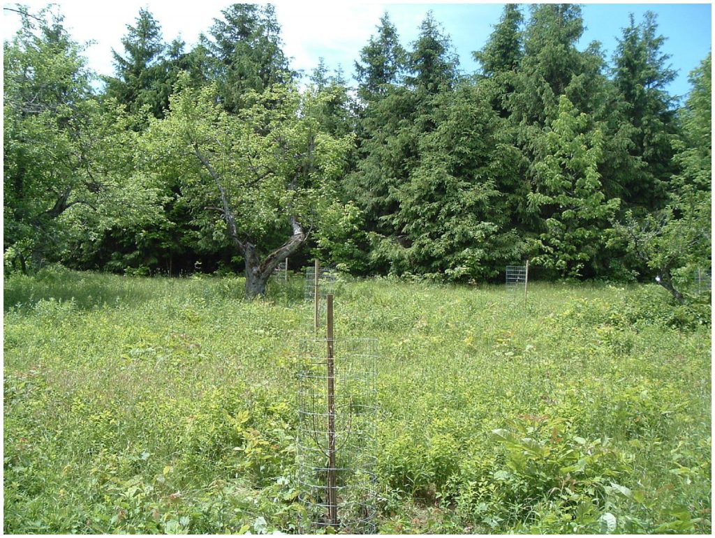 crabapple trees planted alongside apple trees_WEB