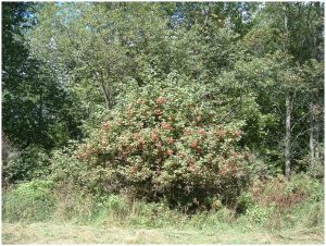 highbush cranberry_WEB