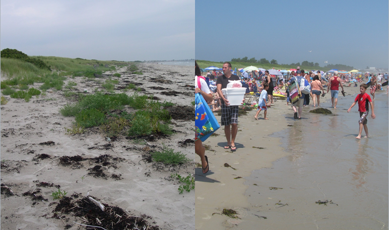 Ogunquit Beach in April when adult piping plovers arrive (left) and in July when adults and chicks face the challenge of co-existing with recreationists (right).