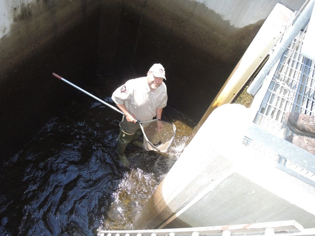 IFW Fisheries Biologist Derrick Cote is down in one of the chambers of the Churchill Dam fishway, scooping out fish to weigh and measure