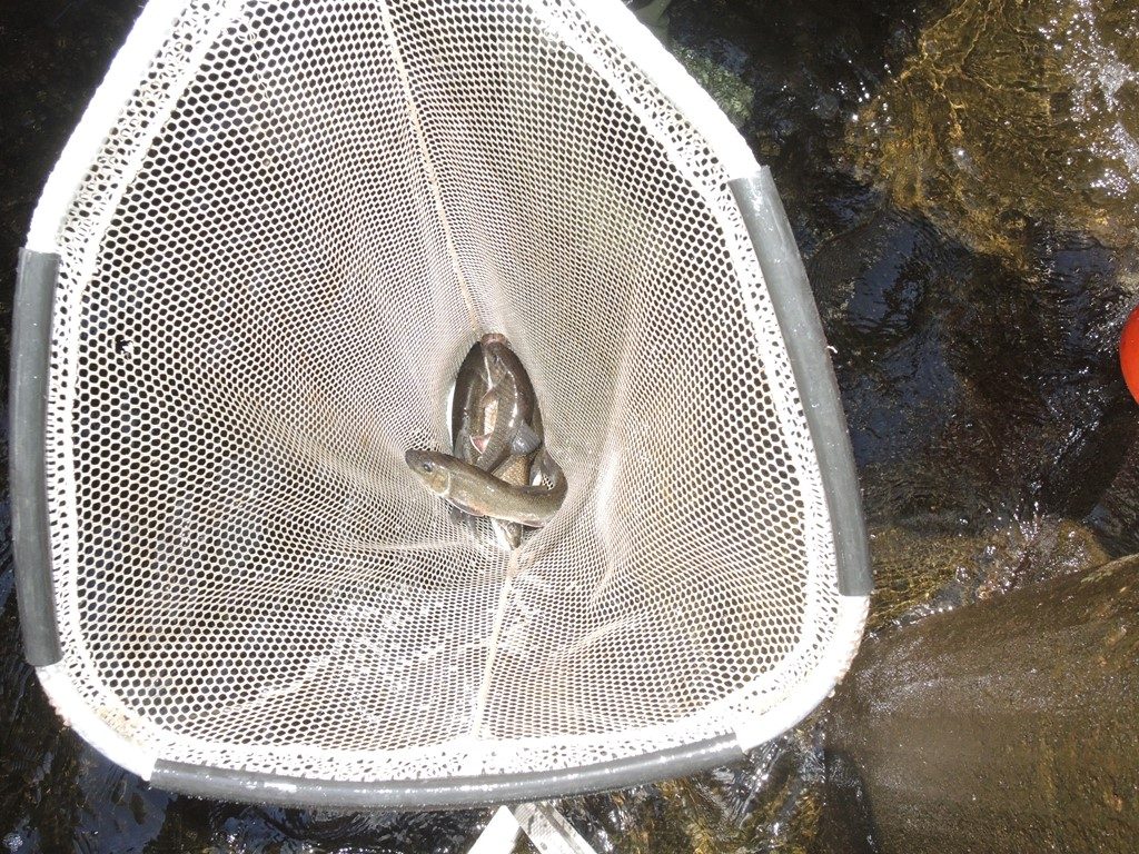A couple of brook trout and suckers are netted before being hoisted up to be measured.