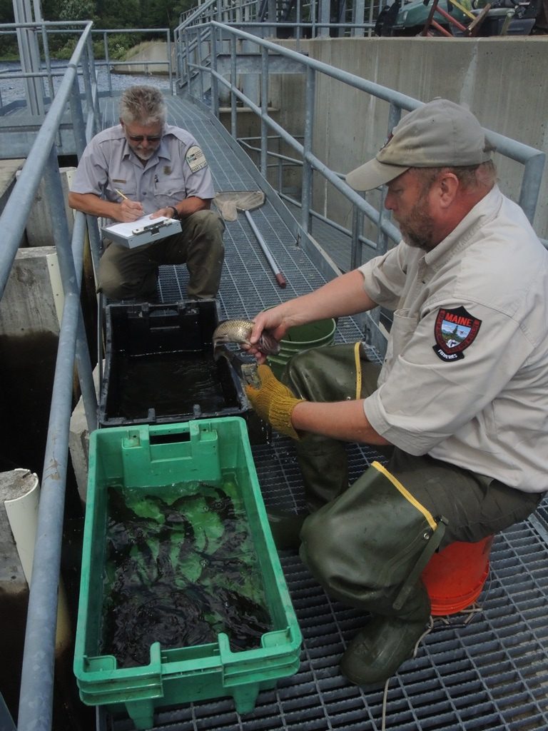 While trout are measured, weighed and marked, fish such as this fallfish are identififed and counted, then released back into the waterway.