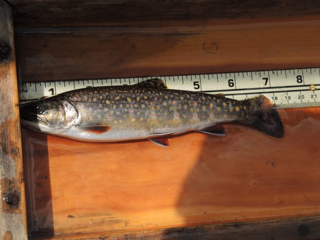 A plump Allagash brook trout. The top of the tailfin has been clipped, so biologists know if the fish has been recaptured.