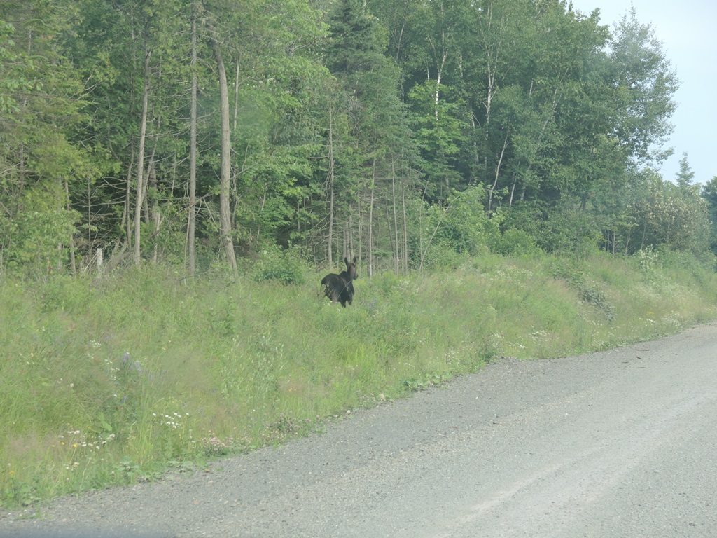 The car ride through the North Maine Woods offers the opportunity to see plenty of wildlife. On this day we saw several moose, multiple deer including one piebald deer, and a bear.