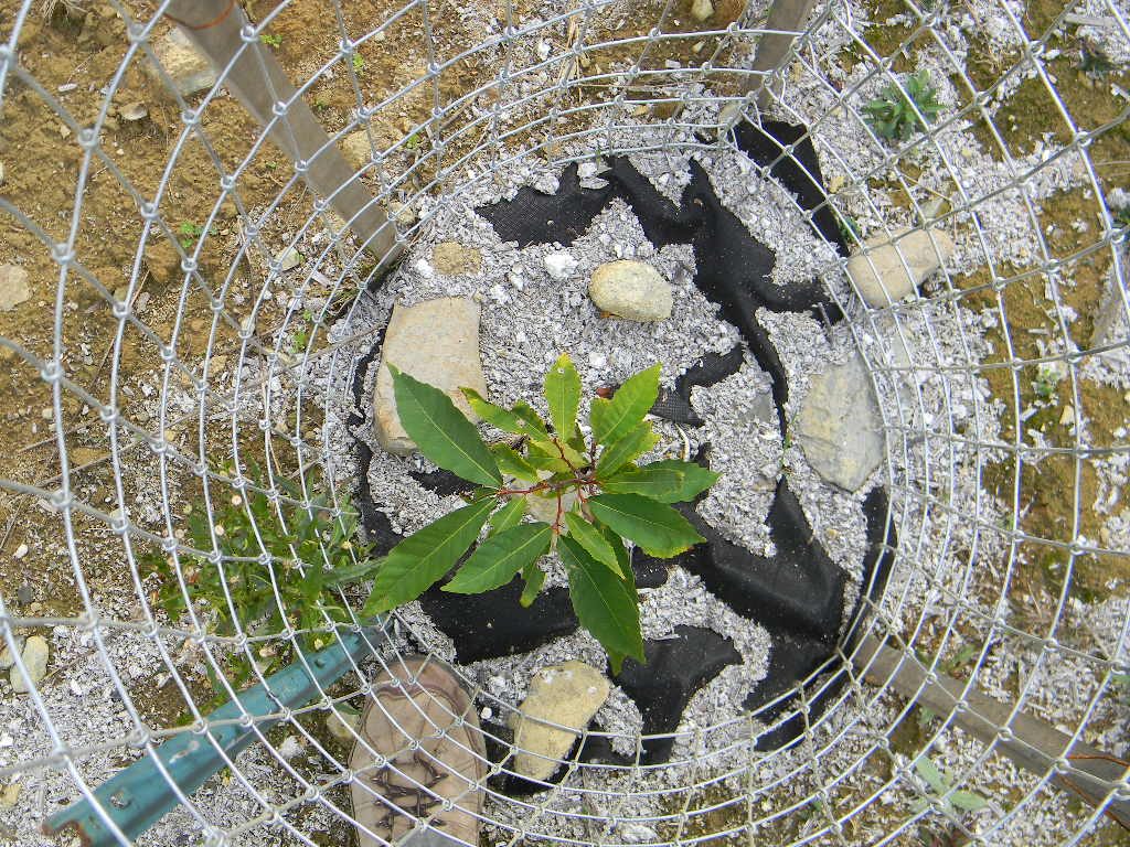 One of hundreds of American chestnuts planted for wildlife. Hulsey image