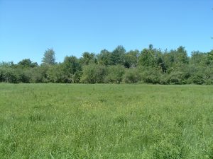 Page Farm seeded field with apple trees