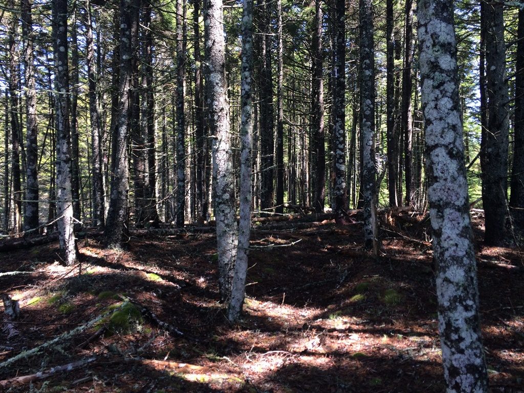 Conservation easements can be used to protect wintering areas for deer like this softwood forest.