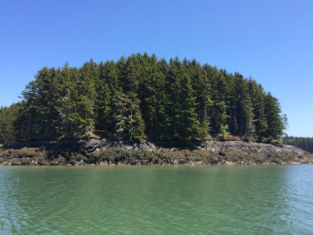 Coastal islands can often provide nesting habitat for a number of birds including terns, puffins and sea ducks.