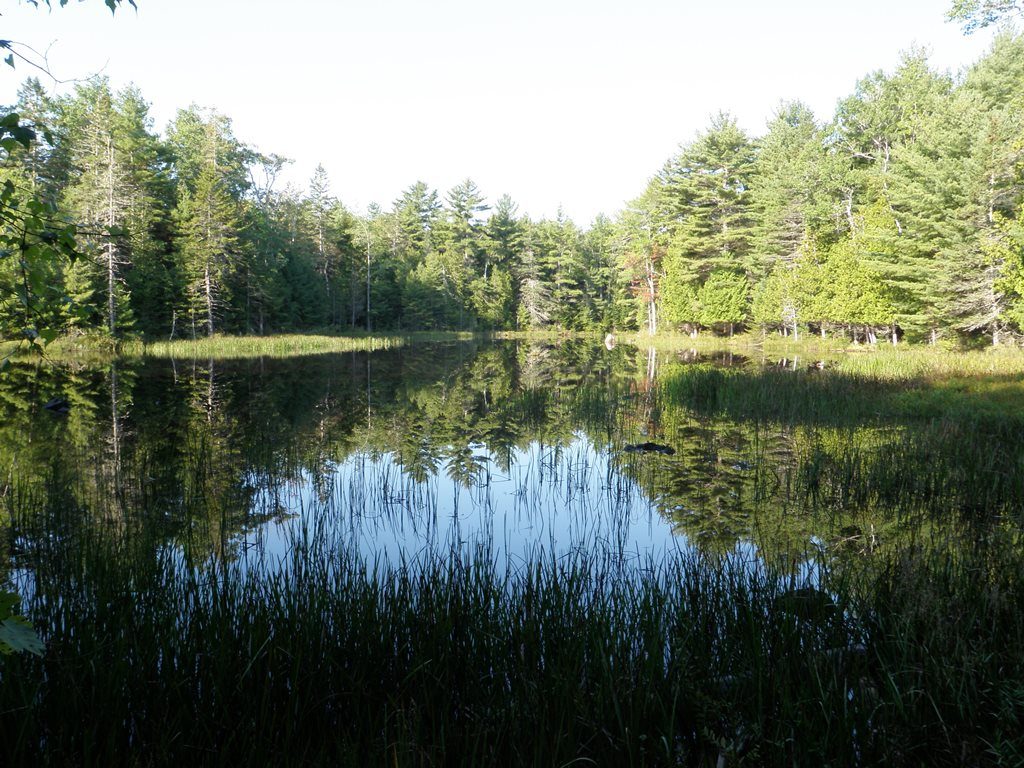 Wetlands and marshes are an extremely valuable wildlife habitat to a variety of species.
