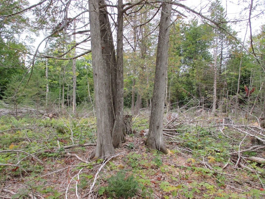 This photo (figure 1) shows a harvest block where a number of the white cedar trees were retained.