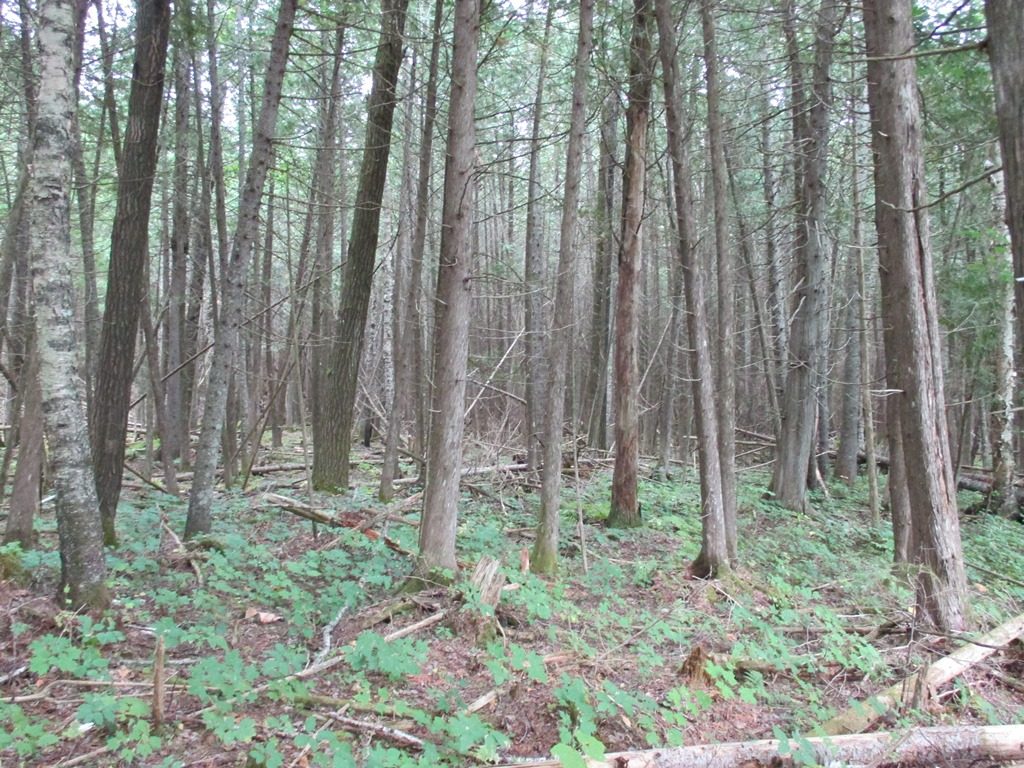 This cedar stand (figure 2), which was left intact, will provide both cover and browse for white-tailed deer.