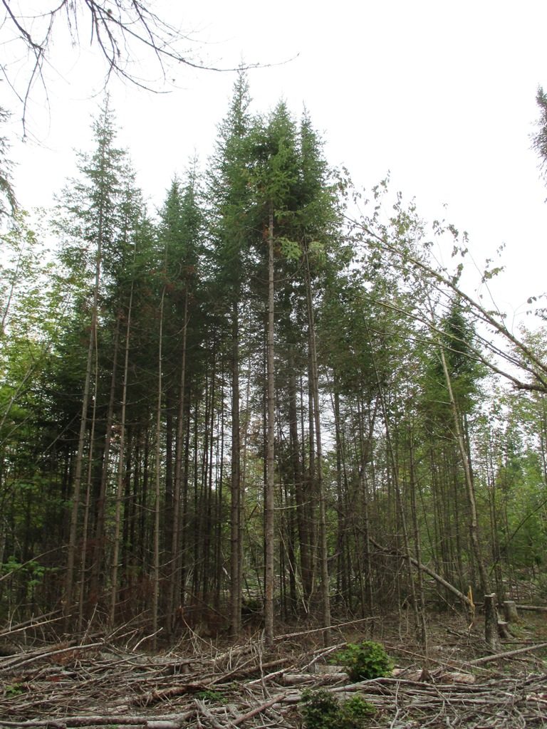 Figure 3 shows the advanced regeneration of a cedar stand. 