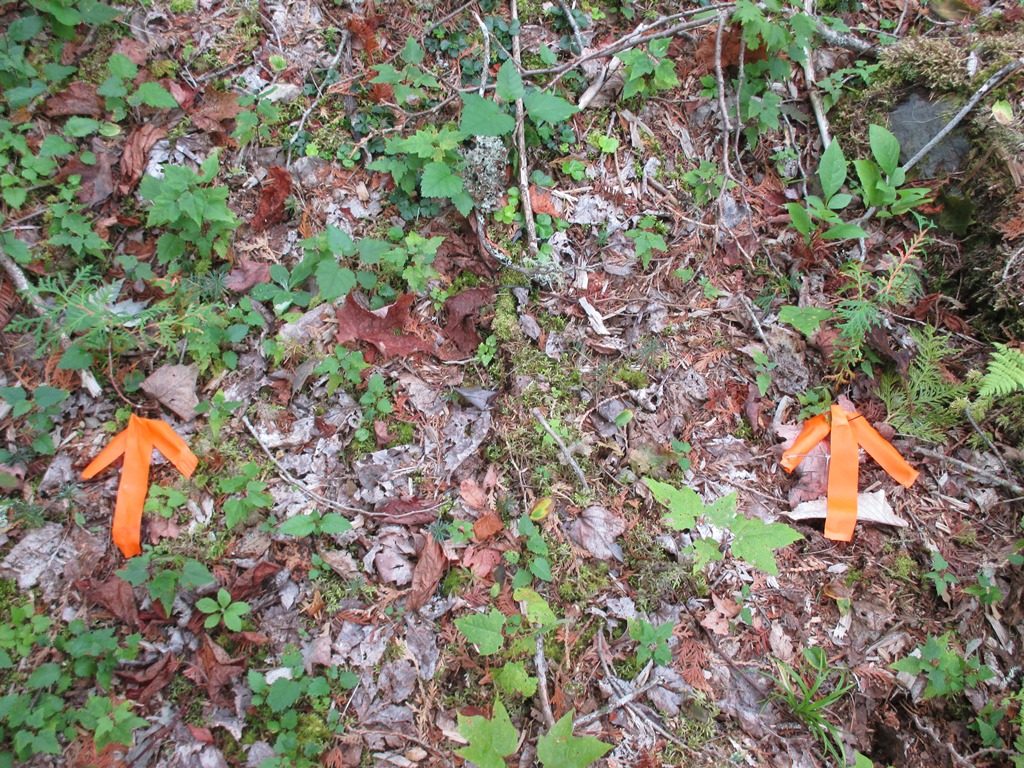 These arrows in figure 4 show two cedar seedlings that most likely germinated as a result of the harvest. 
