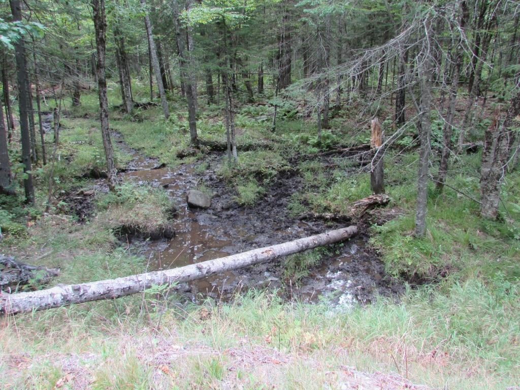 Moose wallows such as this one can often be found near roads. How frequently the wallows are used can impact the number of moose-vehicle collisions in the area.