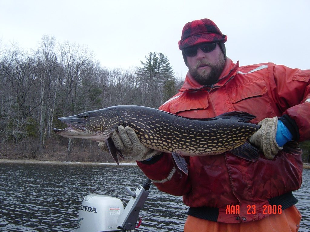 Northern pike have a voracious appetite.