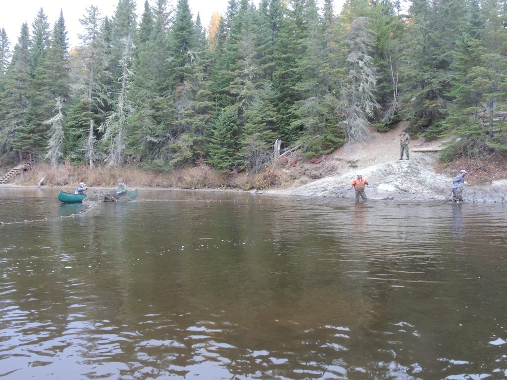 The net is stretched across the upriver side of steep bank pool.