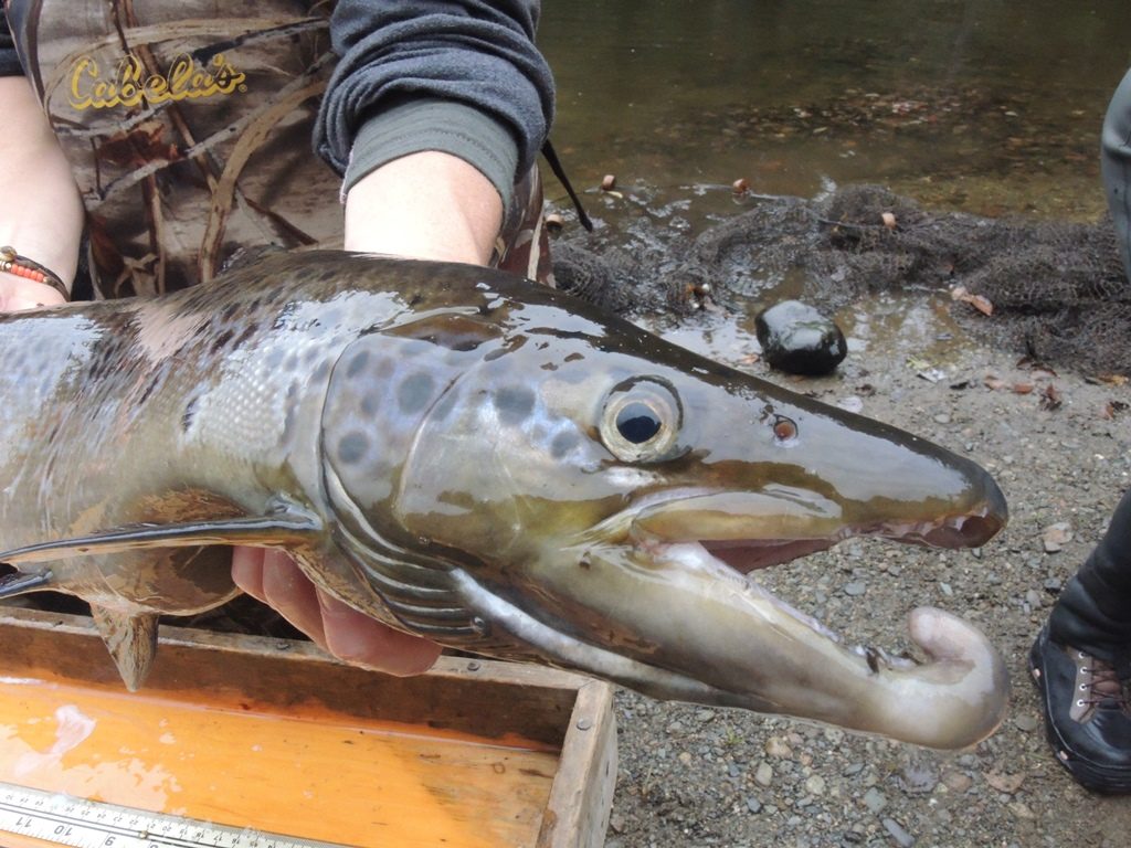 Male salmon develop a kype as they prepare to spawn.