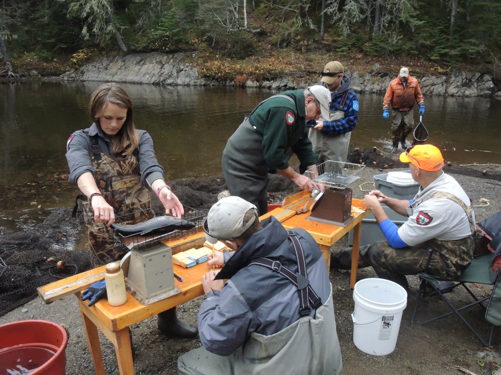 Teams weigh and measure the fish, and remove a scale in order to age the fish.