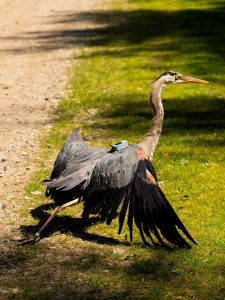 “Cornelia,” with her backpack transmitter, takes a few steps before flying off. Photo by Joyce Love.