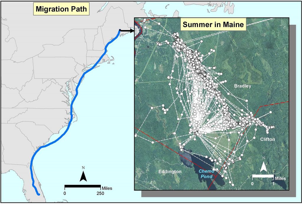 Map showing the migration path of “Sedgey,” and where he spent his summer in Maine. White dots and lines are locations and movements between points.