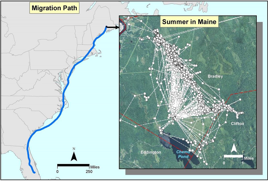 Map showing the migration path of “Sedgey,” and where he spent his summer in Maine. White dots and lines are locations and movements between points.