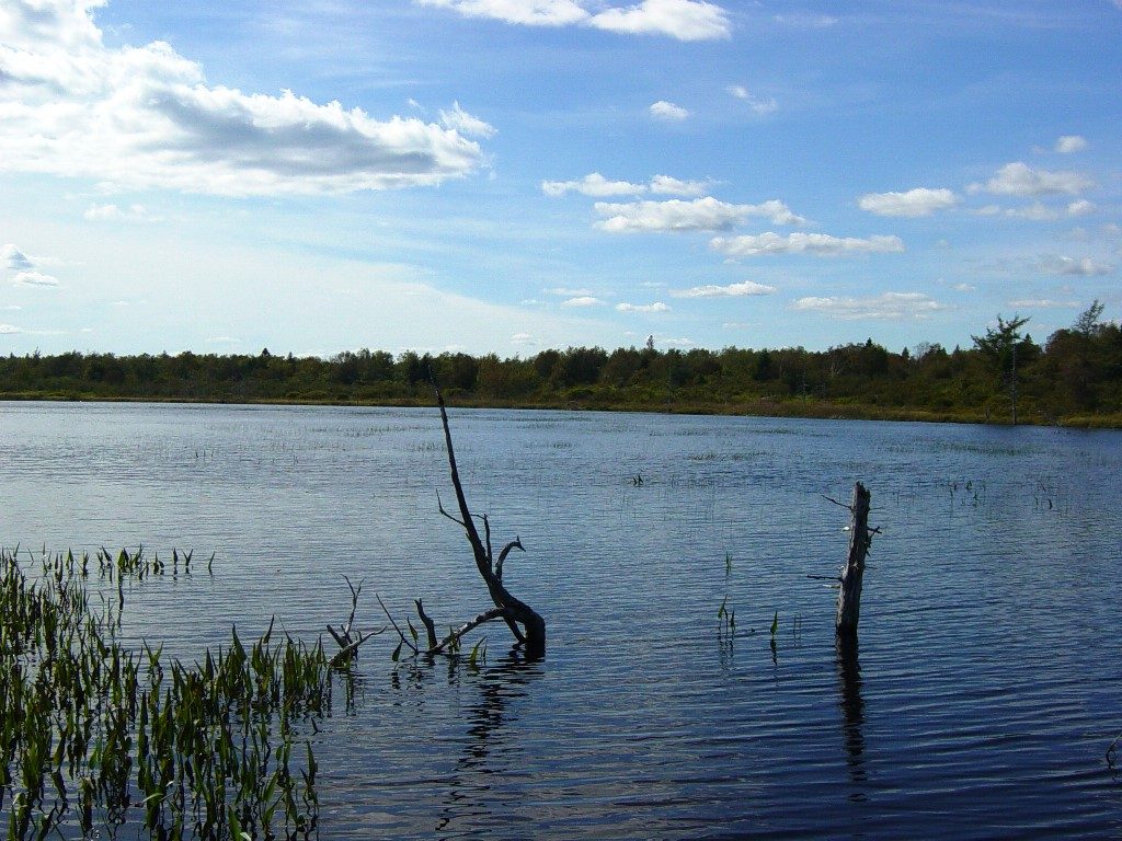 Norse Pond is one of those downeast ponds that may be shallow, but holds cool water throughout the year, allowing trout to reach sizes of 16-18 inches.