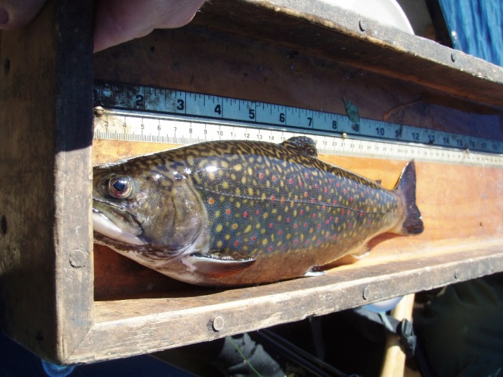 Plump brook trout like this one benefit from the cooler microclimate and seeping springs that one finds near the ocean downeast.