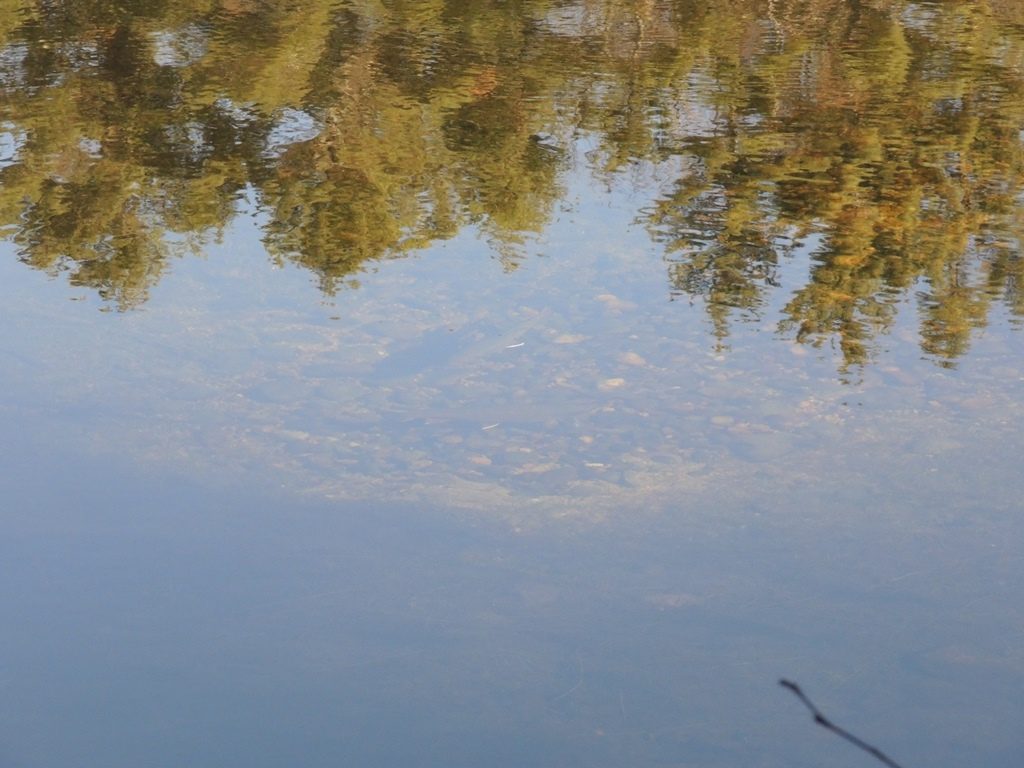 Spawing habitat is limited in this pond, but that doesn't stop the brook trout from creating and guarding spawning redds.