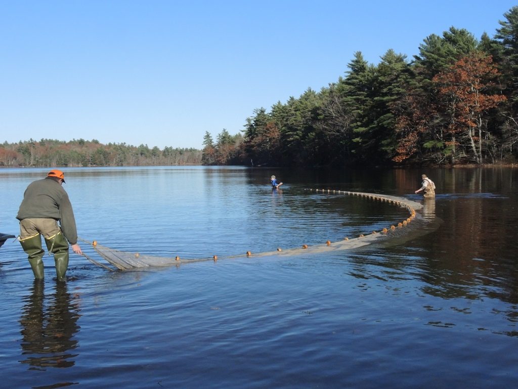 IFW staffers Jason Seiders, Tom Barrows and Wes Ashe stretch the seine net across the water in order to capture brook trout.