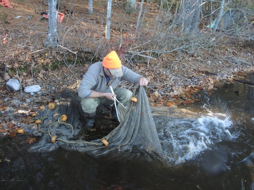IFW fisheries biologist Scott Davis looks to scoop out a trout from the seine net.